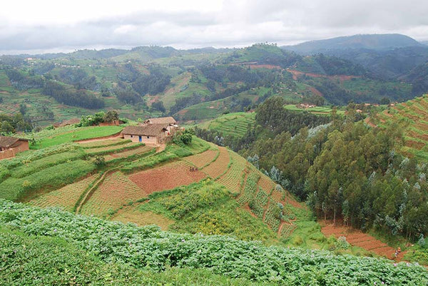 Unser Klimaschutzprojekt in Rwanda - Auf dem Weg zu "klimaneutralen" Babytragen